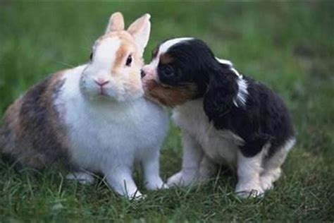 狗跟兔合嗎